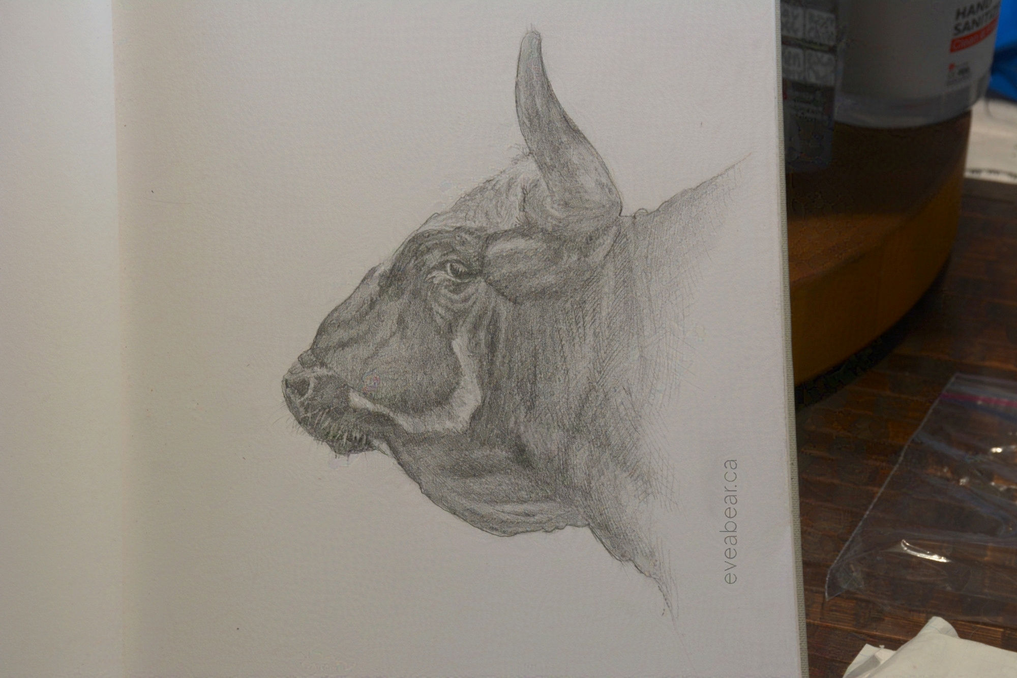 Graphite drawing of an ox from a photo found in a book